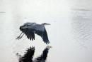 blue_heron_in_flight_wings_down_8-30-2007.jpg