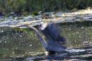 blue_heron_in_motion_8-22-2007.jpg