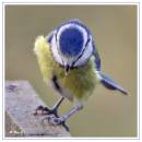 blue_tit11.jpg