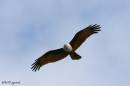 brahminy_kite4.jpg
