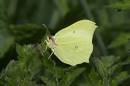 brimstone-apr-27-2006-1.jpg