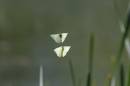 brimstones-may-5-2006-1.jpg
