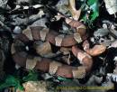 broadbanded_copperhead_ymd010531_OK_WichitaMtns.jpg