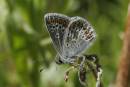 brown-argus-jun-3-2006-3.jpg