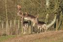 buck_jumping_fence.jpg