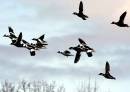 bufflehead3.JPG