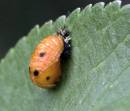bugCRW_7922-01.jpg