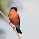 bullfinch1.jpg