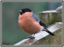 bullfinch_on_the_fence.jpg