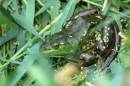 bullfrog001.jpg