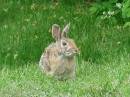 bunny1.jpg