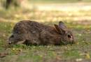 bunny2.jpg