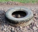 burrowl_tire_WPF.jpg