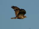 bussard.jpg