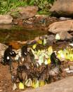 butterflies1.jpg