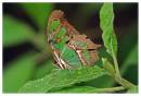 butterfly11.jpg