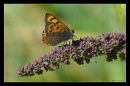 butterfly9.jpg