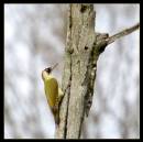 cafe_woodpecker.jpg