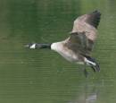 canadian_goose_comming_in_to_land.jpg