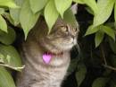 cat_in_bush.jpg