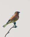 chaffinch-w.jpg