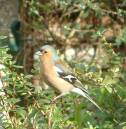 chaffinch1.jpg