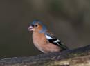 chaffinch4.jpg