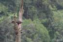changeable_hawk_eagle01.jpg