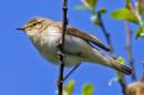 chiffchaff1.jpg