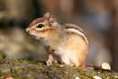 chipmunk.JPG