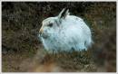 close_up_mountain_hare.jpg