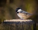 coaltit-1.jpg