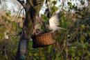 collareddove1.jpg