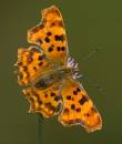 comma-aug-2-2009-2.jpg