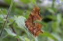 comma-jul-8-2006-2.jpg