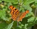 comma1.jpg