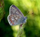 common-blue-2.jpg