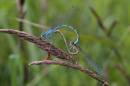 common-blue-jun-16-2007-1.jpg