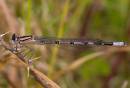 common-blue-may-20-2007-1.jpg