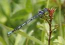 common-blue-may-28-2006-1.jpg