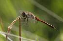 common-darter-aug-28-2006-2.jpg