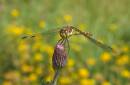 common-darter-jul-26-2008-3.jpg