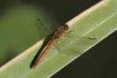 common-darter-sep-8-2006-3.jpg