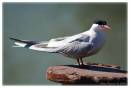 commonTern1.jpg