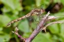 common_darter11.jpg