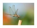 common_darter_2.JPG