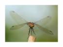 common_darter_3.JPG