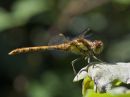 common_darter_burbage_common_aug_12_2016.jpg