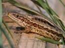 commonlizard220905d.jpg