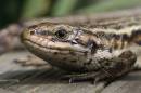 commonlizard_050707_0012.jpg